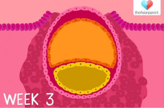 ตั้งครรภ์ 1-3 สัปดาห์ ลูกในท้องตัวแค่ไหน
